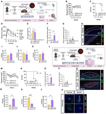 Enhancing human islet xenotransplant survival and function in diabetic immunocompetent mice through LRH-1/NR5A2 pharmacological activation